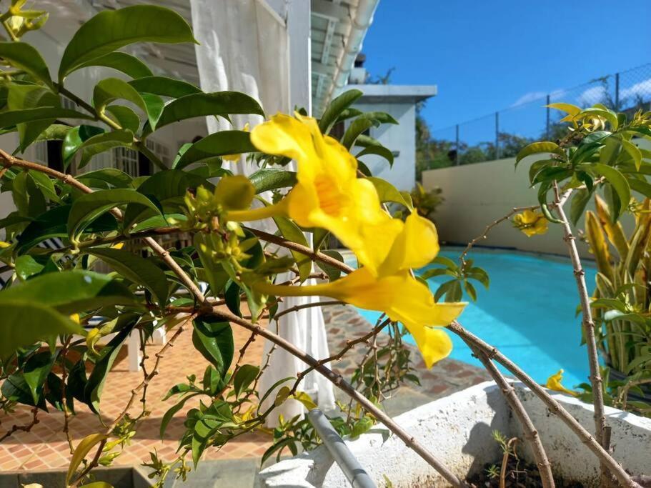Citronella - 3 Bedrooms 1st Floor Apartment *