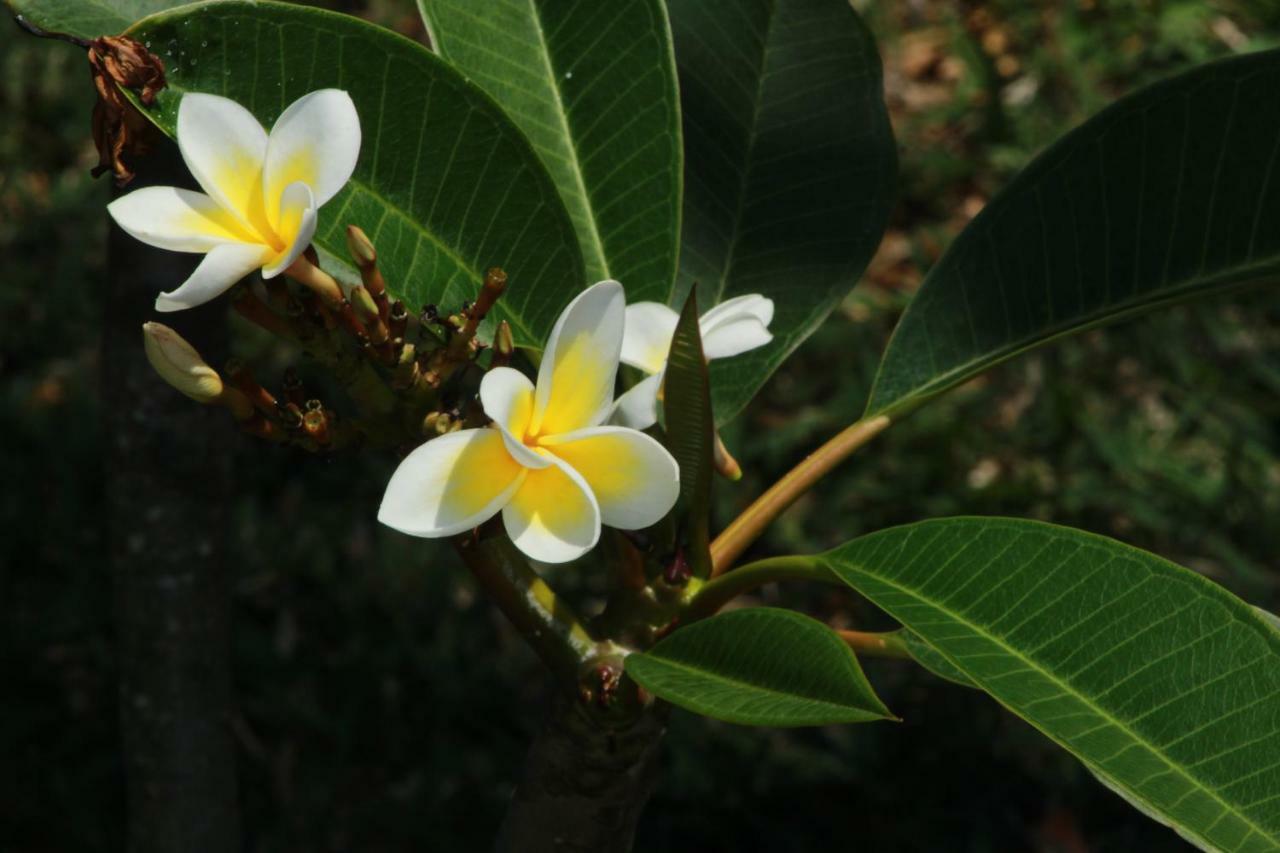 Des Acacias
