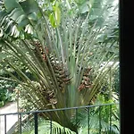 Joubarbe Residence