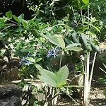 Titli Guest House
