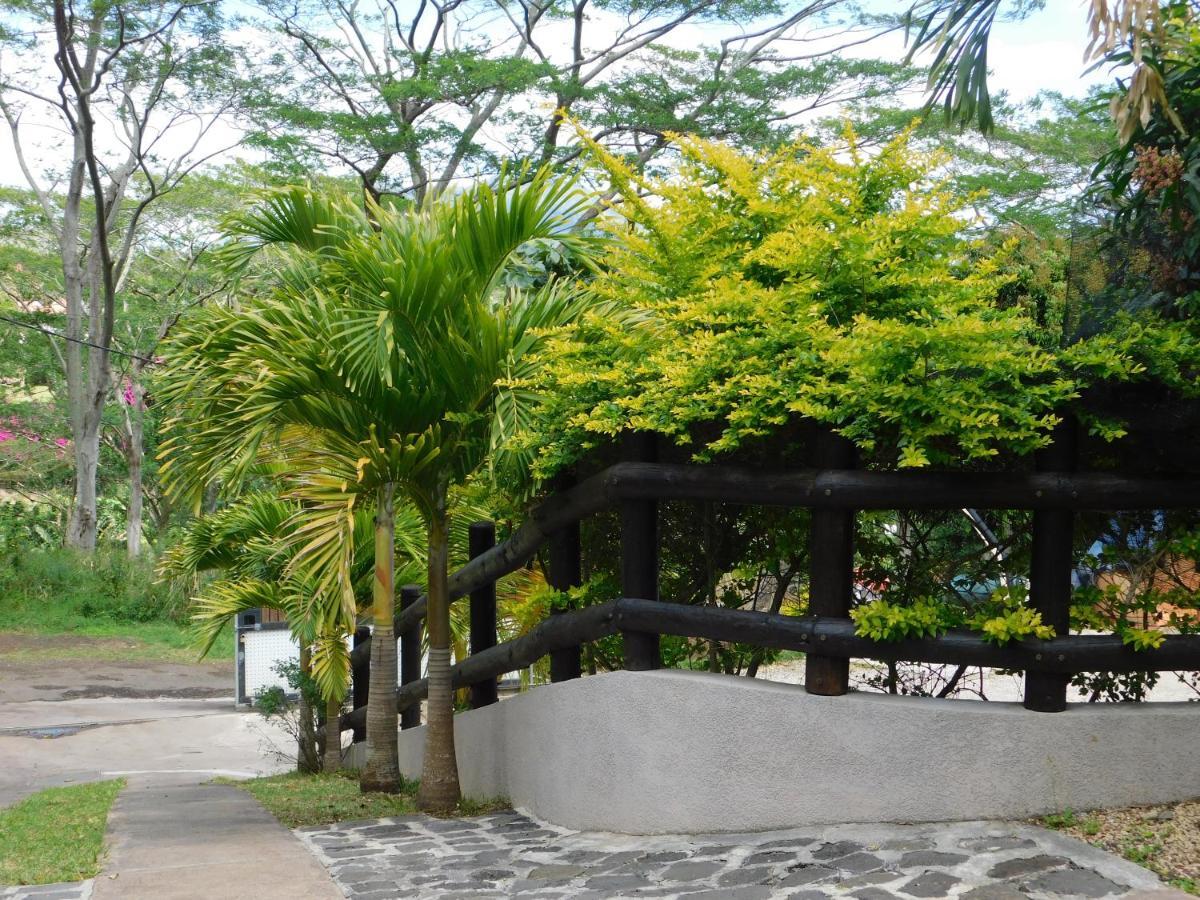 Joubarbe Moka