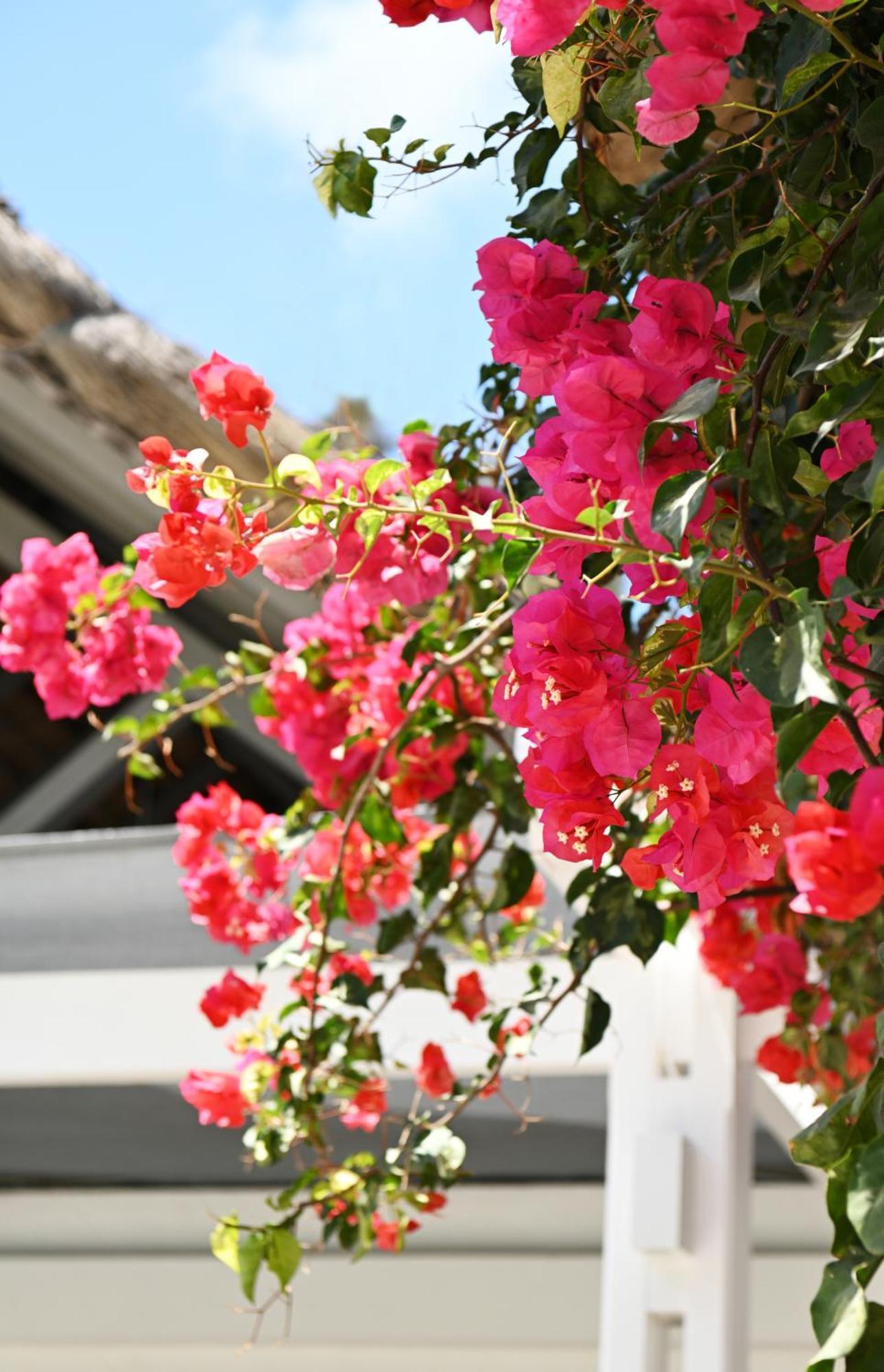 Veranda Palmar &
