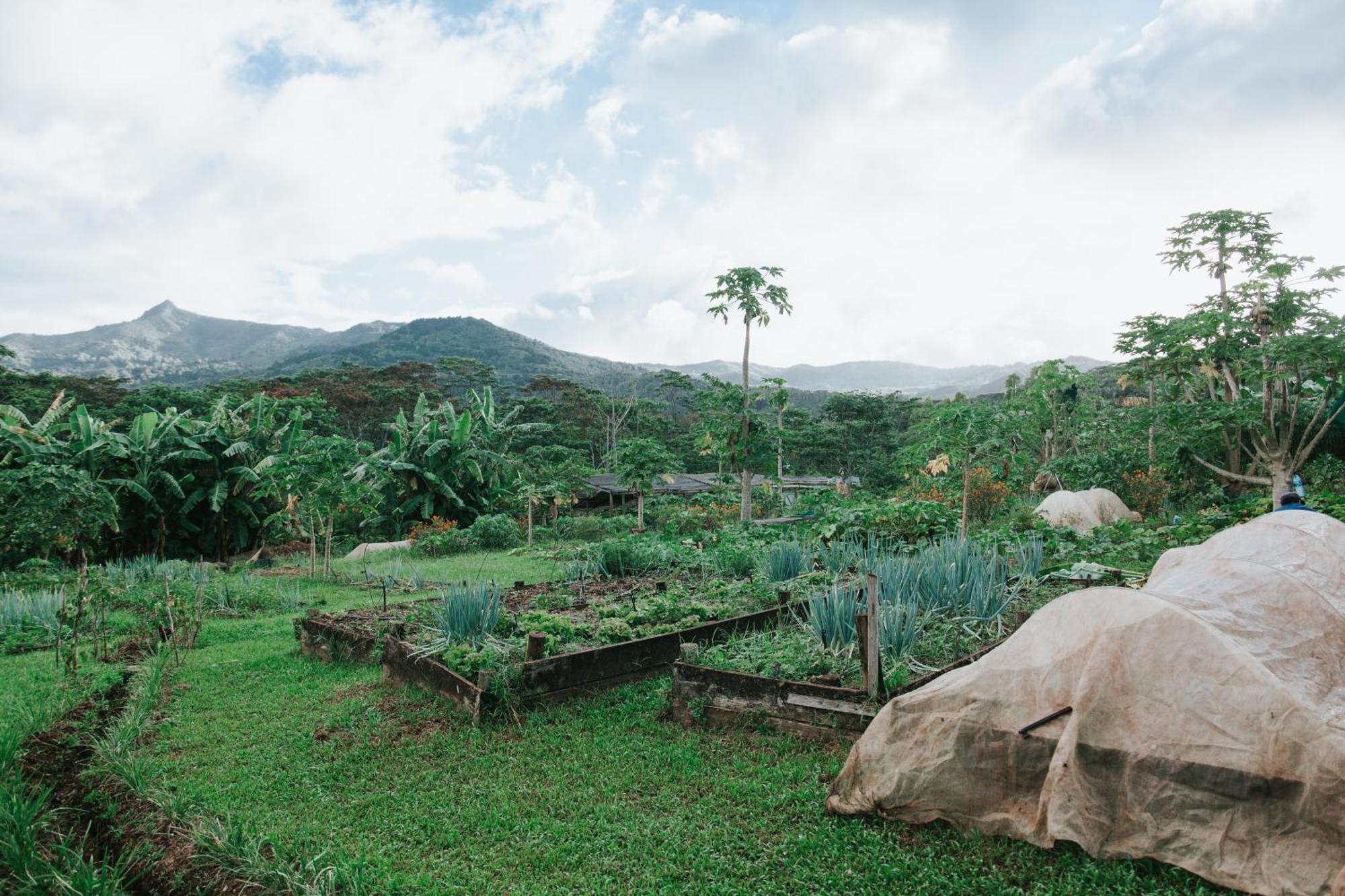 Lodge La Vieille Cheminee Chamarel