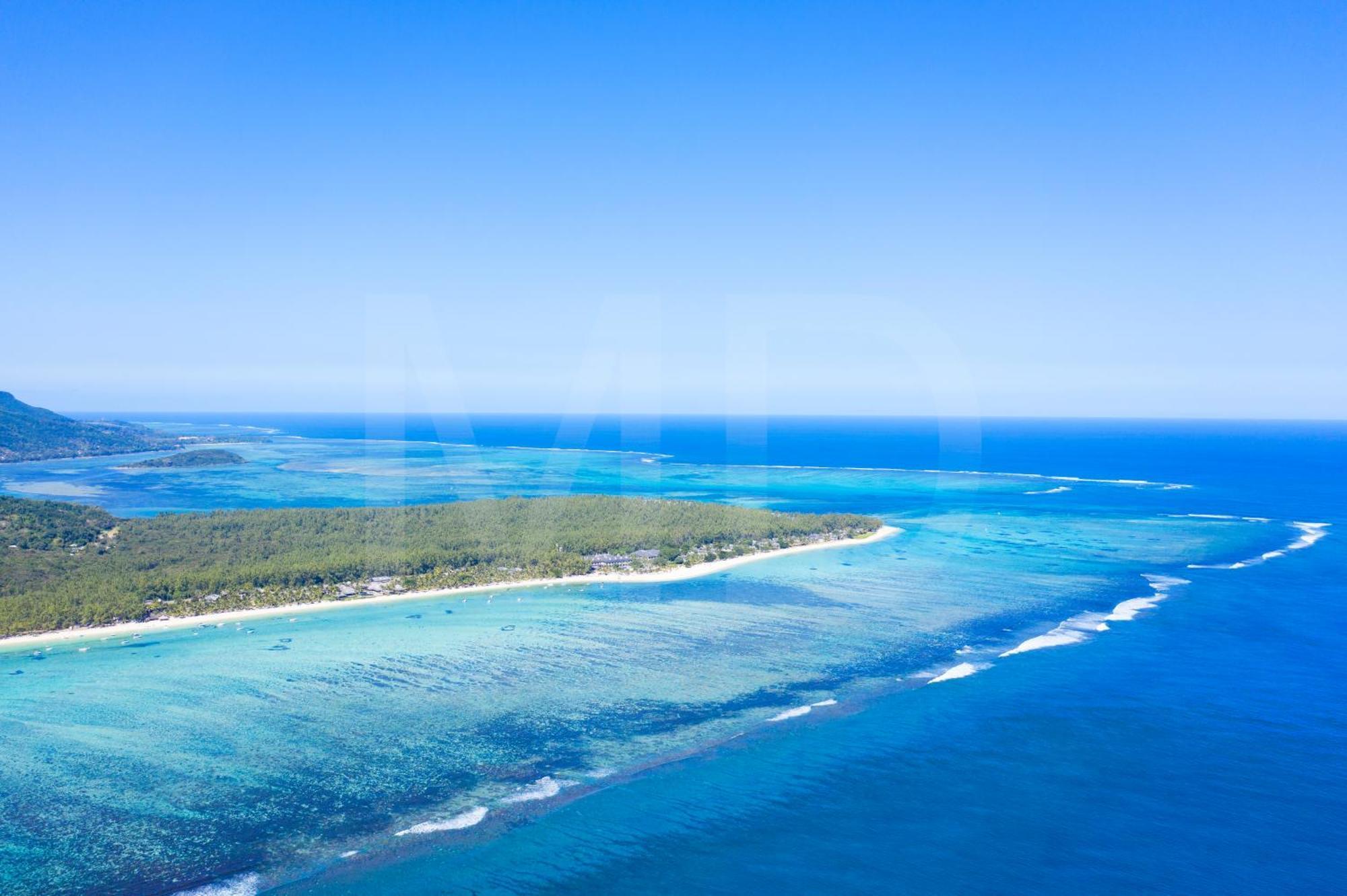 Ayapana *