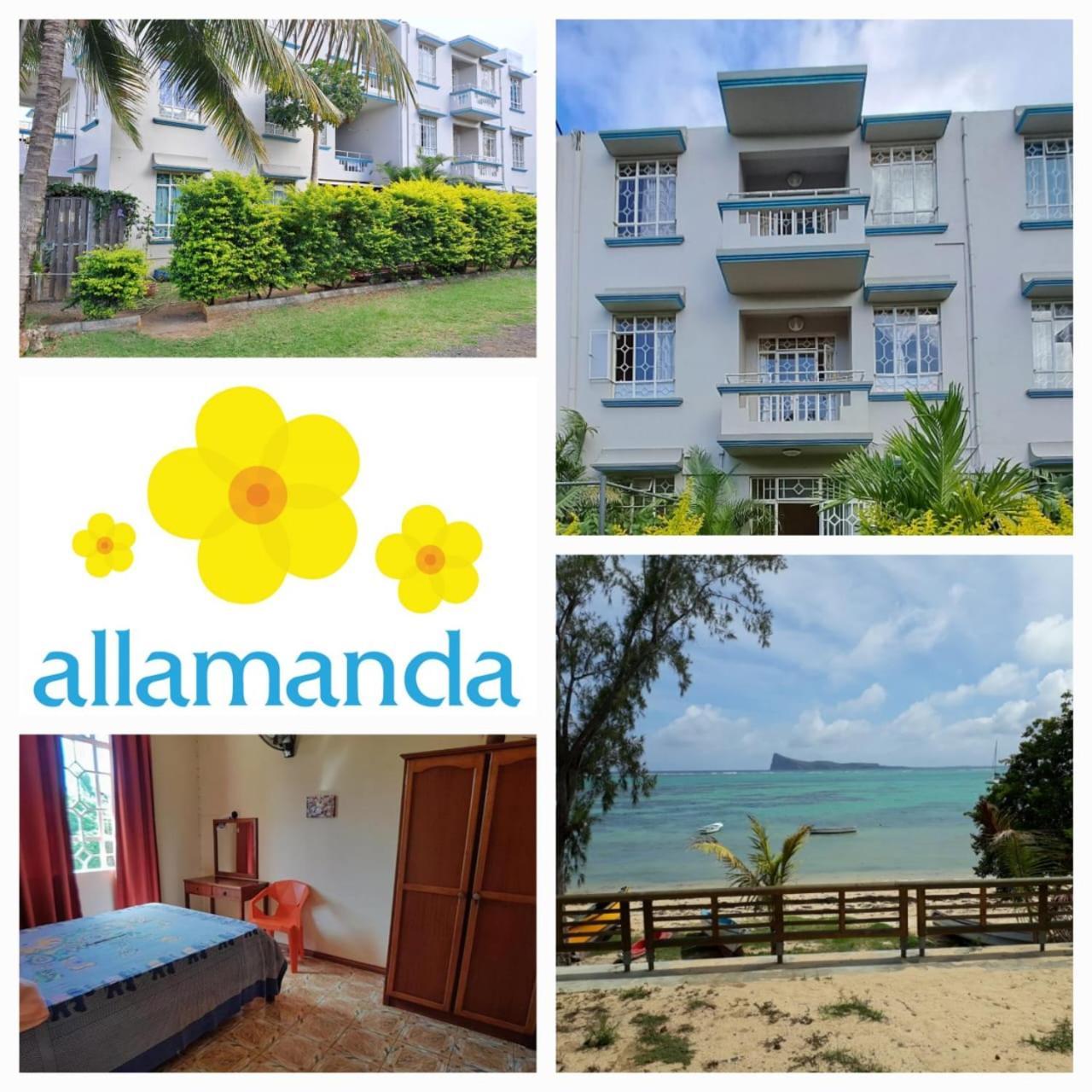 Allamanda - 100m Bain Boeuf