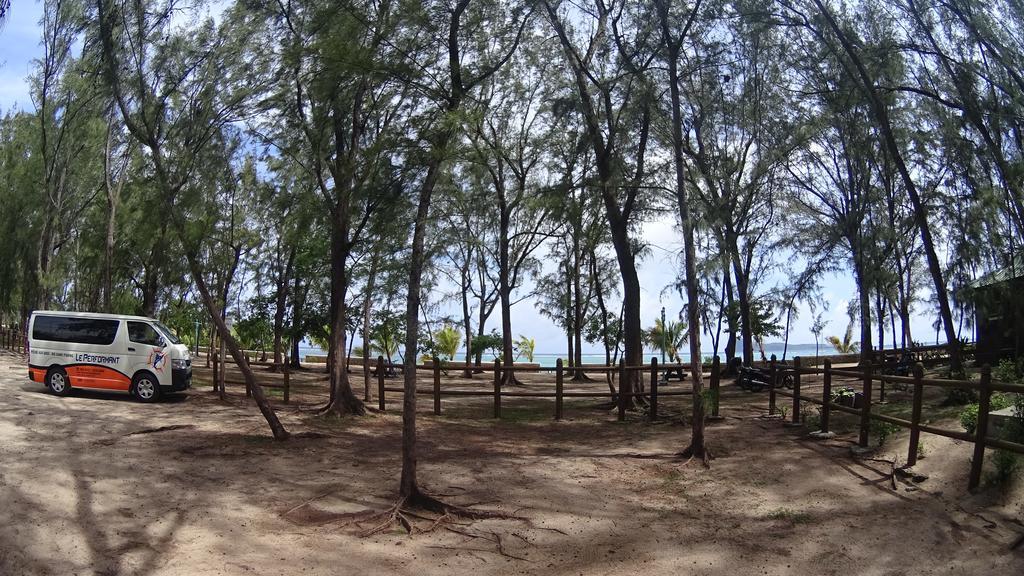 Allamanda - 100m