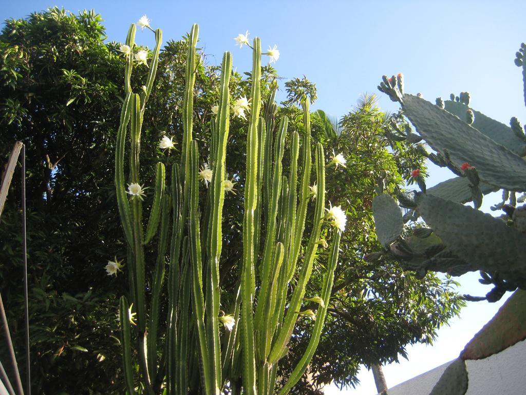 Le Cactus Apartamento