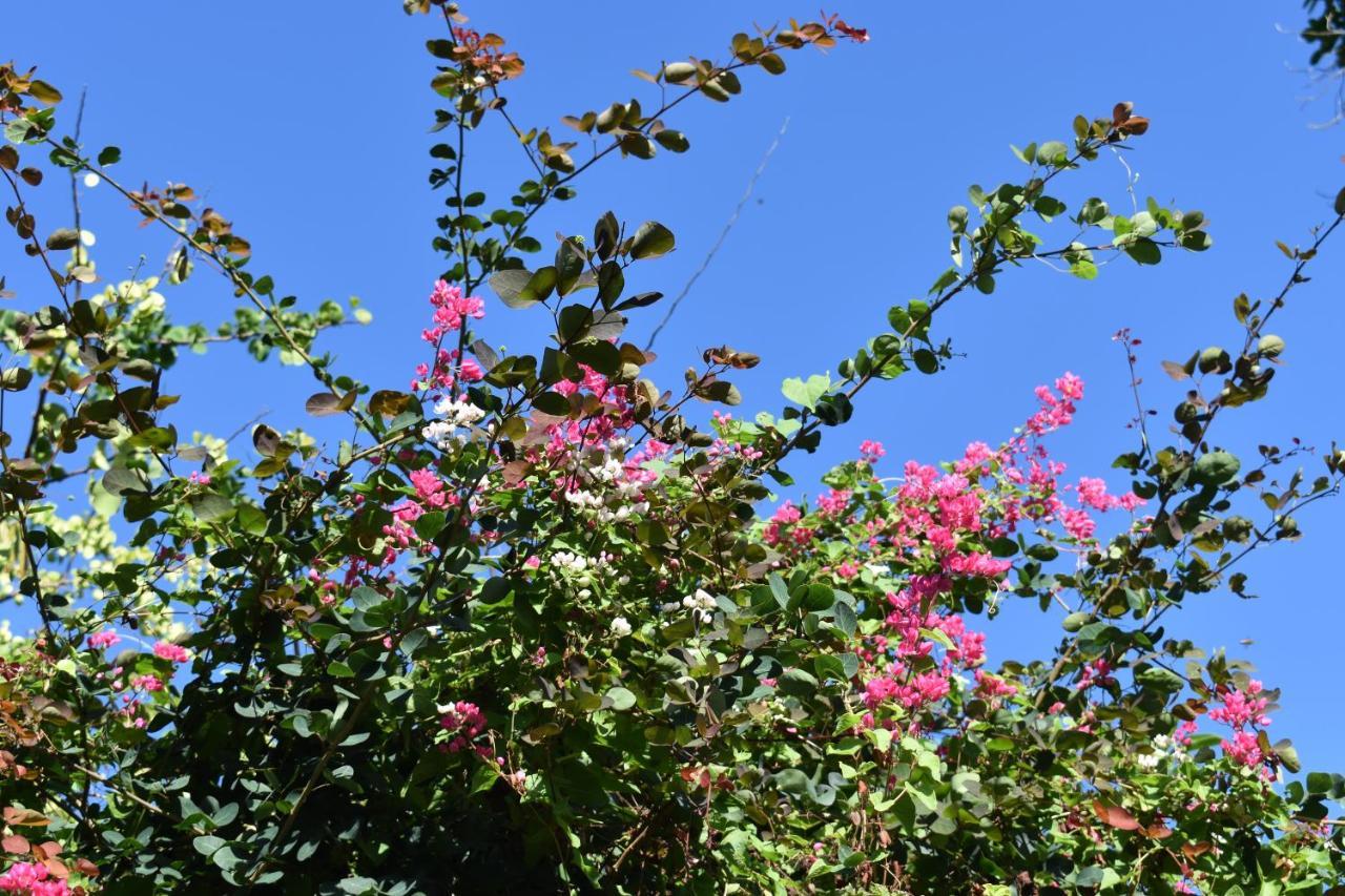 Les Antigones Bed & Breakfast Port Mathurin