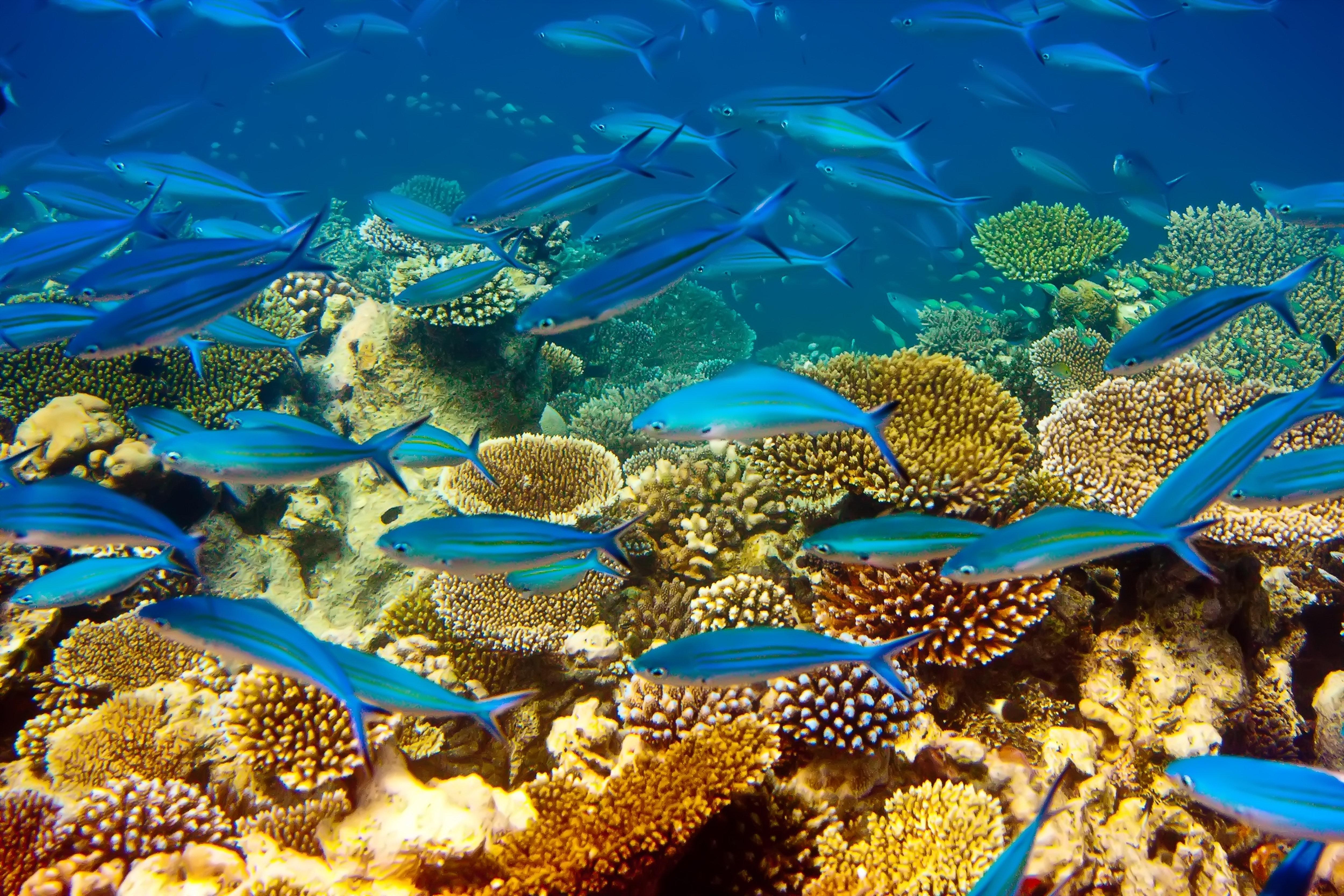 Intercontinental Mauritius By Ihg