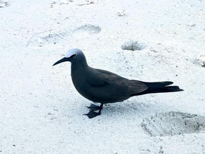 Veronia Port Mathurin